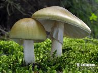 Muchomůrka zelená – Amanita phalloides: Muchomůrka zelená patří mezi smrtelně jedovaté…