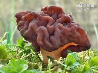 Ucháč obecný- Gyromitra esculenta: Vypravme se dnes společně jako správní…
