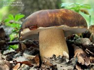 Hřib bronzový - Boletus pinophilus: Rarita našich lesů. Ale velmi chutná. Štěstí…