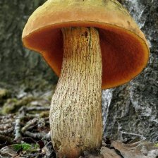 Hřib koloděj