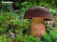 Houbařská sezóna je v plném proudu. „Houby rostou“, hlásí mykologové: Letošní houbařská sezóna se konečně…