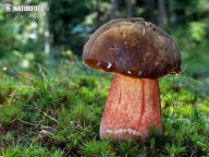 Hřib kovář - Boletus erythropus: Teplé počasí a deště, to je ta správná…