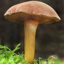 Hřib peprný