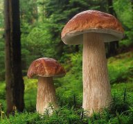 Hřib smrkový - Boletus edulis: Existuje snad ještě někdo, kdo neměl tu čest…