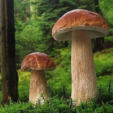 Hřib smrkový - Boletus edulis