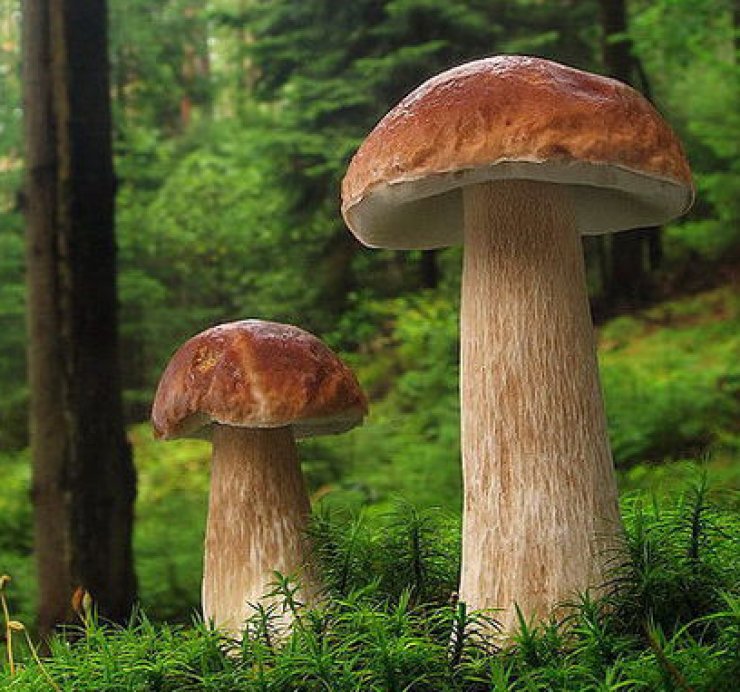 zobrazit detail snímku: Hřib smrkový - Boletus edulis