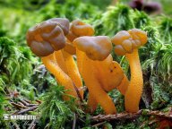 Patyčka rosolovitá - Leotia lubrica: Patyčka rosolovitá je houba nejedlá, v našich…