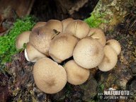 Pýchavka hruškovitá - Lycoperdon Pyriforme: Mladé plodnice pýchavky hruškovité jsou…