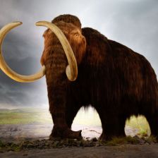 Mamut srstnatý (Mammuthus primigenius).