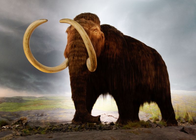 Mamut srstnatý (Mammuthus primigenius). - klikněte pro zobrazení detailu