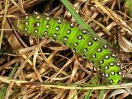Motýli a jejich housenky