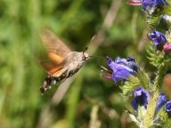 Dlouhozobka svízelová – Macroglossum stellatarum: Jedná se o motýla z čeledi lišajovitých,…