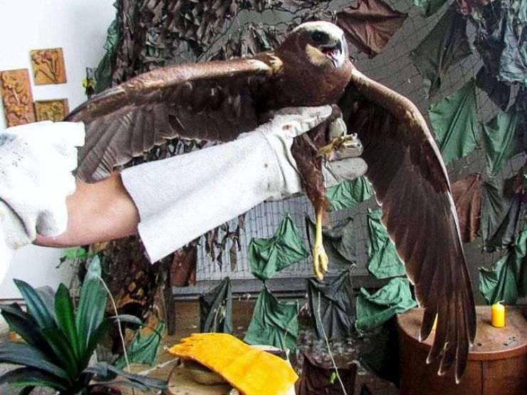 zobrazit detail snímku: Jeden z mála přeživších motáků pochopů,