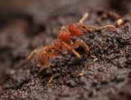 Pomohou nám mravenci se zachycováním CO2 z atmosféry a k novým stavebním materiálům? Pomohou nám mravenci se zachycováním CO2 z atmosféry a k novým stavebním materiálům?: Fascinující svět mravenců Sericomyrmex amabilis nám…