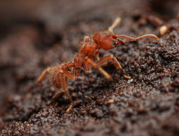 zobrazit detail snímku: Sericomyrmex amabilis