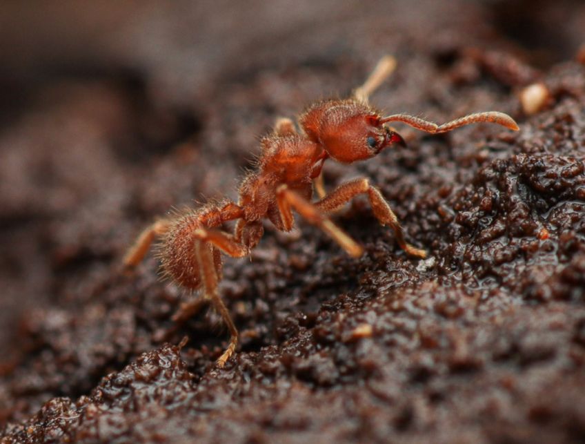 Pomohou nám mravenci se zachycováním CO2 z atmosféry a k novým stavebním materiálům?: Fascinující svět mravenců Sericomyrmex amabilis nám…