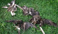 Masakr 26 dravců na Olomoucku: Na Olomoucku došlo k brutálnímu zmasakrování...
