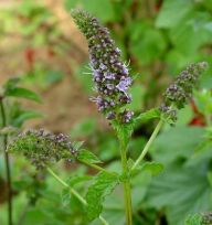 Máta peprná - Mentha piperita: Máta peprná je velmi nenáročná rostlinka, a…