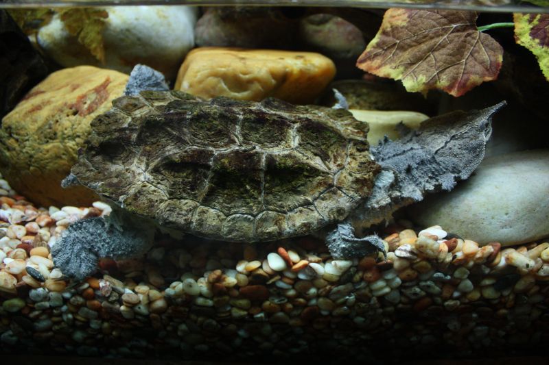 Matamata tříprstá - klikněte pro zobrazení detailu