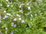 Mateřídouška obecná - Thymus vulgaris L: Pokud někde v přírodě najdete tuto droboučkou…