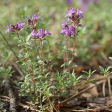 Mateřídouška úzkolistá Thymus serpyllum