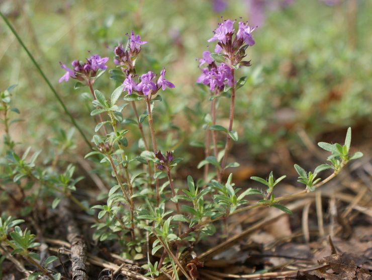 zobrazit detail snímku: Mateřídouška úzkolistá Thymus serpyllum