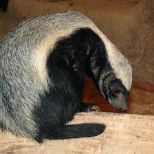 Medojed Káča