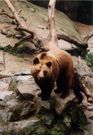 ZOO Brno: ZOO Brno svým návštěvníkům nabízí procházku…