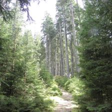 Mírné stoupání svěžím lesem k „Rudolfstein“.