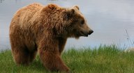 Proč již hnědí medvědi nerejdí po celé Evropě ?: Nejen člověk sám je vinen na klesajícím počtu…