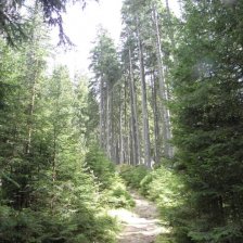 Mírné stoupání svěžím lesem k „Rudolfstein“.