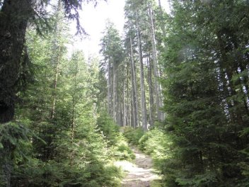 Mírné stoupání svěžím lesem k „Rudolfstein“. - klikněte pro zobrazení detailu
