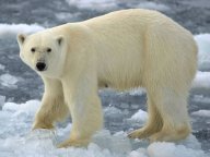 Rusko sabotuje domluvené sčítání medvědů ledních : Kolik ledních medvědů žije kolem Severního…