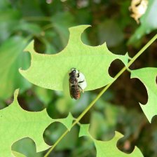 Megachile rotundata