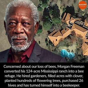 Meme, prezentující Morgana Freemana jako včelaře. - klikněte pro zobrazení detailu