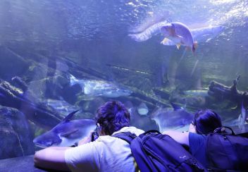 Návštěva v oceániu. - klikněte pro zobrazení detailu Návštěva v oceániu. - klikněte pro zobrazení detailu