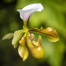 Střevíčníkovec -  Paphiopedilum villosum.
