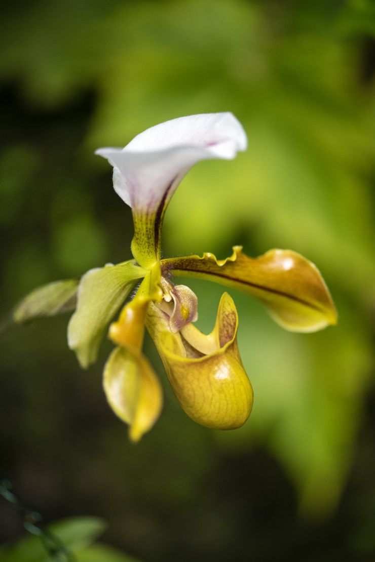 zobrazit detail snímku: Střevíčníkovec -  Paphiopedilum villosum.