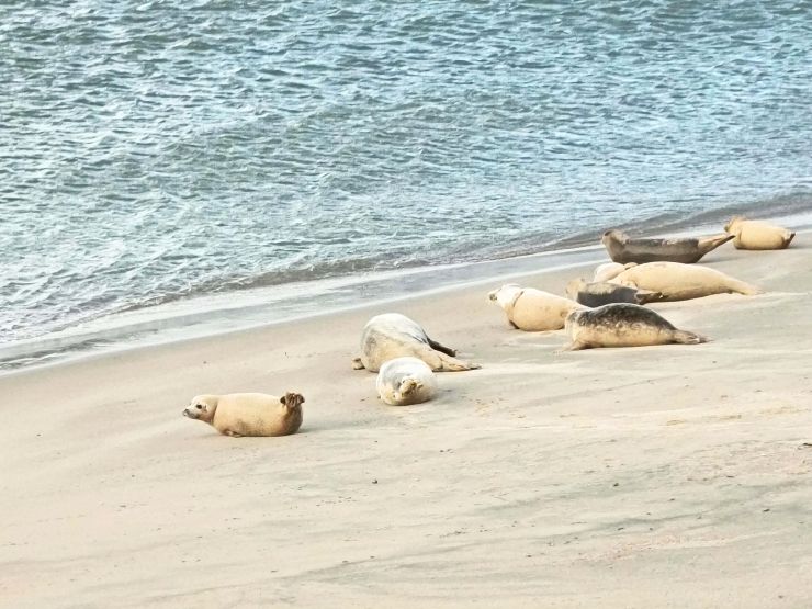 zobrazit detail snímku: Tuleni na pláži v Ostende