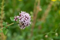 Oregano – dobrá mysl, trávení a pomoc s alergií: Oregano zná většina z nás jako typické…