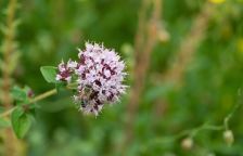 Oregano – dobrá mysl, trávení a pomoc s alergií
