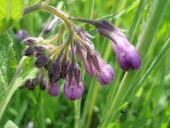 Kostival lékařský (Symphytum officinale) jako bylinka: Už dávno lidé znali účinky této rostliny, ale…