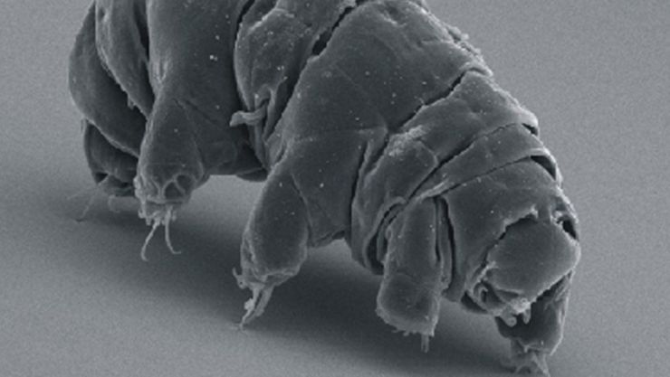 zobrazit detail snímku: Milnesium tardigradum