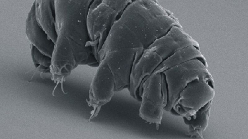 Milnesium tardigradum - klikněte pro zobrazení detailu