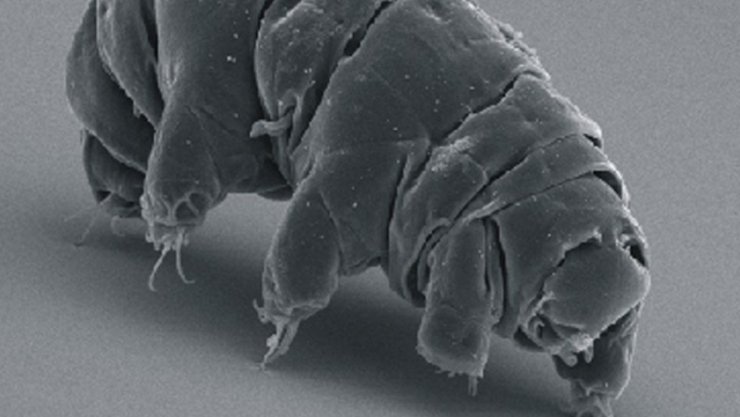 zobrazit detail snímku: Milnesium tardigradum