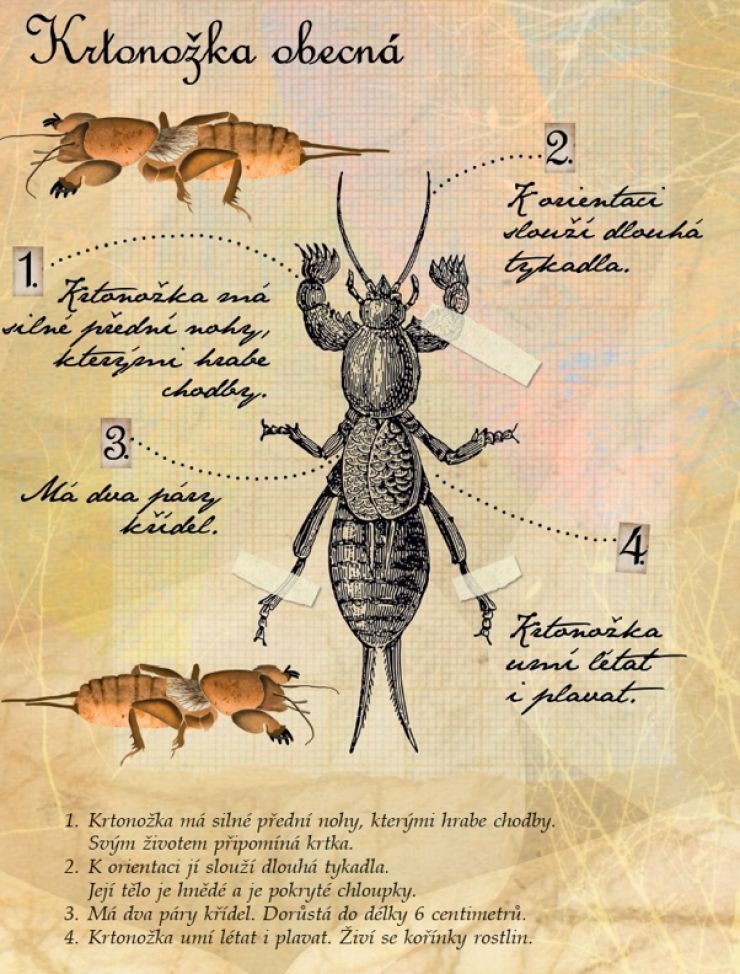 zobrazit detail snímku: Ukázka z knihy Mizící hmyzíci
