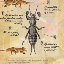 Ukázka z knihy Mizící hmyzíci