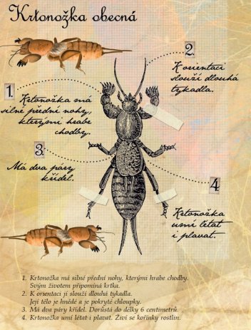 Ukázka z knihy Mizící hmyzíci - klikněte pro zobrazení detailu