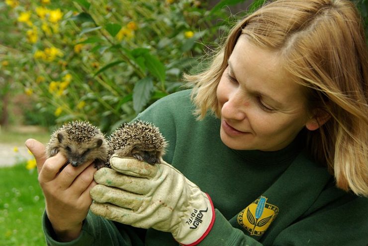 zobrazit detail snímku: Ježci 
