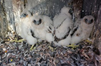 Dvacetidenní mláďata sokola v budce - klikněte pro zobrazení detailu Dvacetidenní mláďata sokola v budce - klikněte pro zobrazení detailu